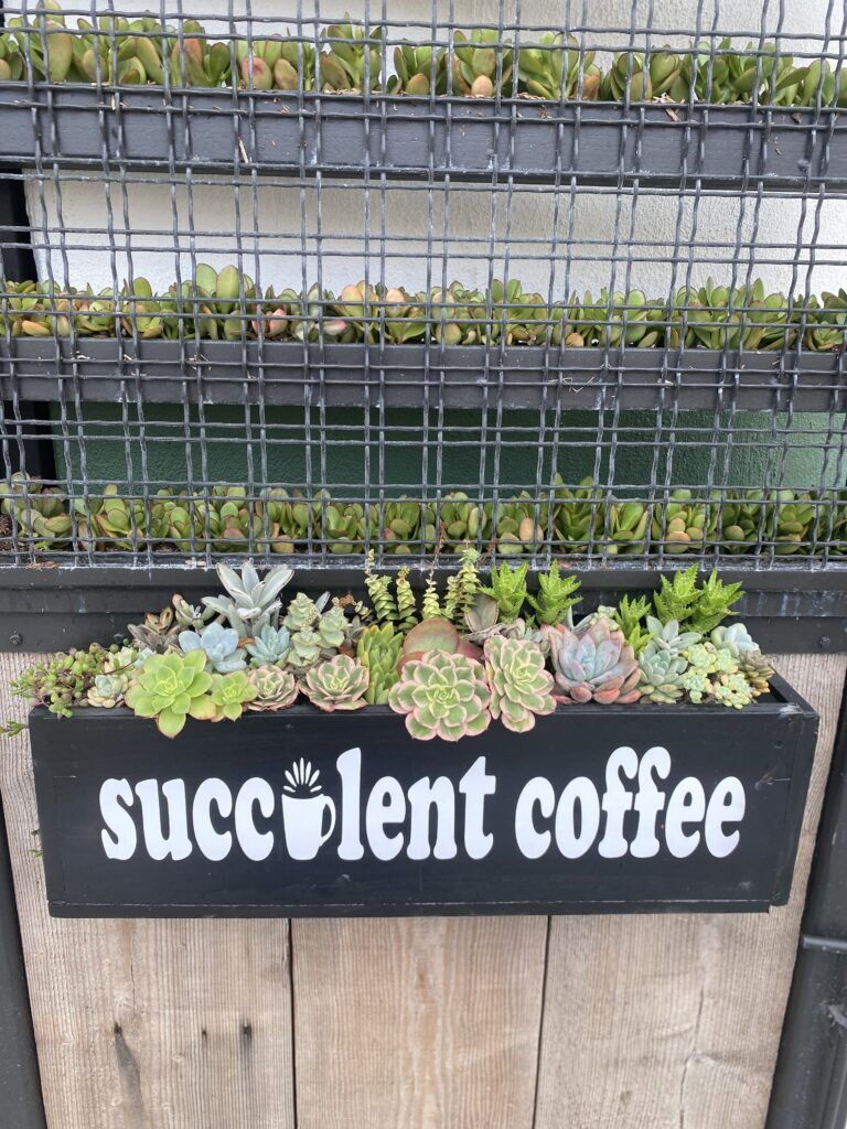 Succulent Coffee - The Brick Hotel